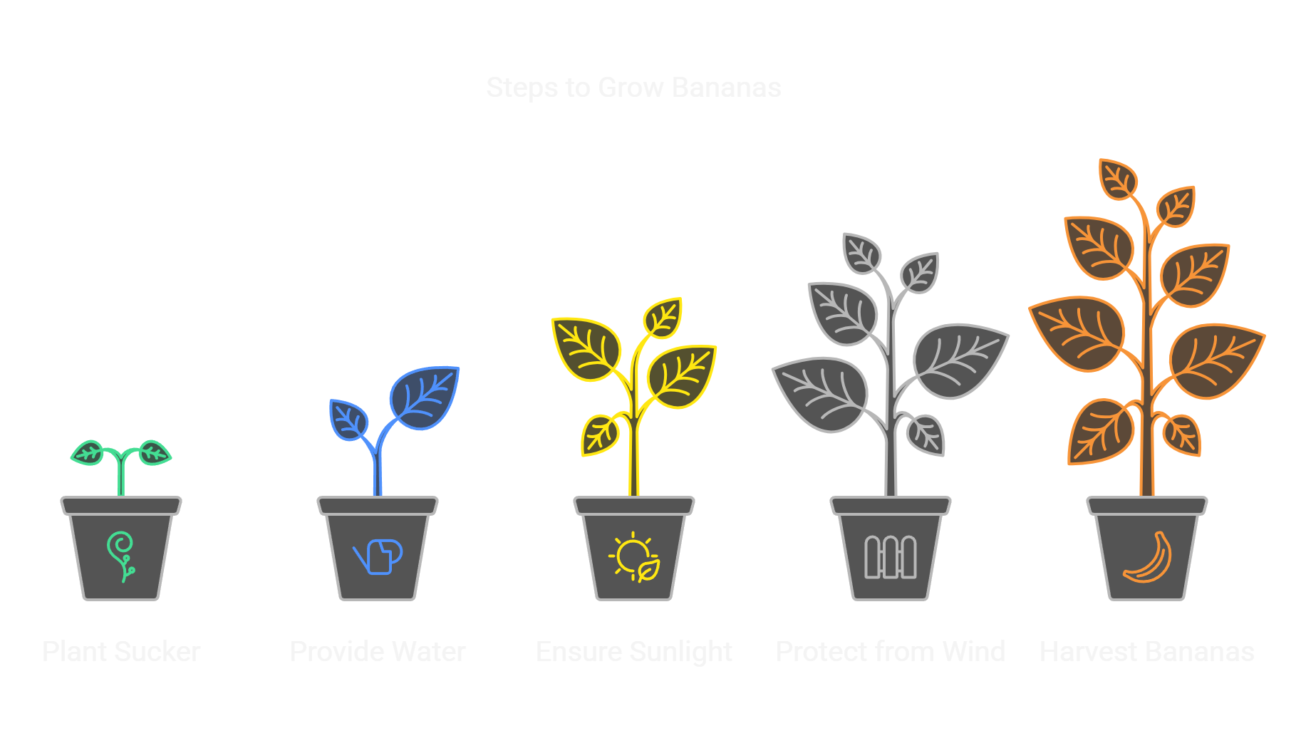 banana-24 Steps to grow bananas